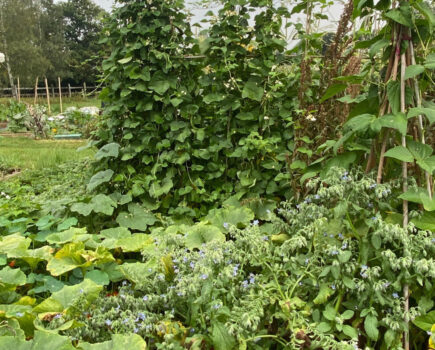 Planning for beans and maximising the culinary potential of rhubarb