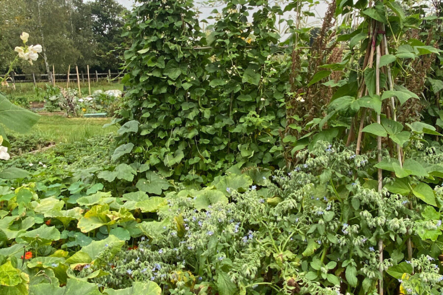 Planning for beans and maximising the culinary potential of rhubarb