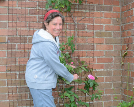 Keeping roses healthy through summer