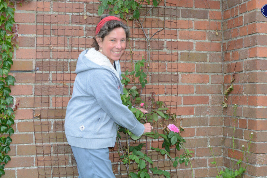 Keeping roses healthy through summer