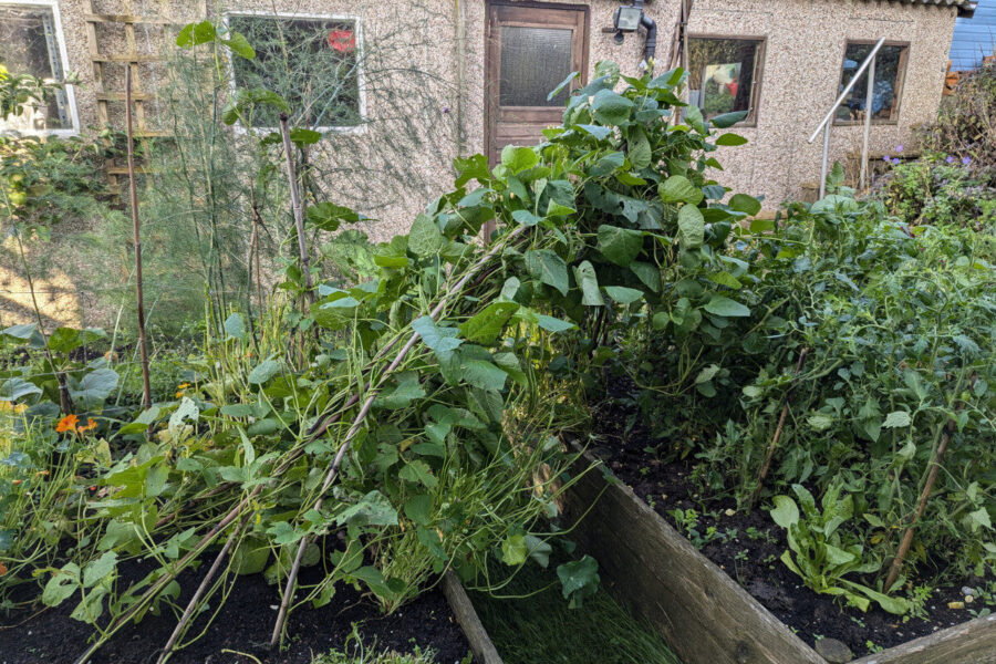 It was almost a case of ‘bean and gone’!