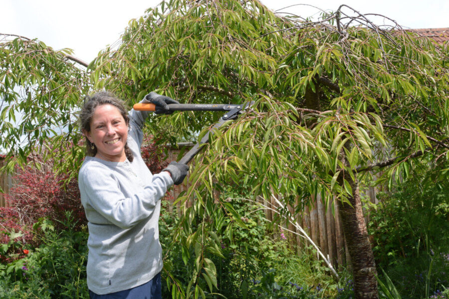 Trees and shrubs to prune in midsummer