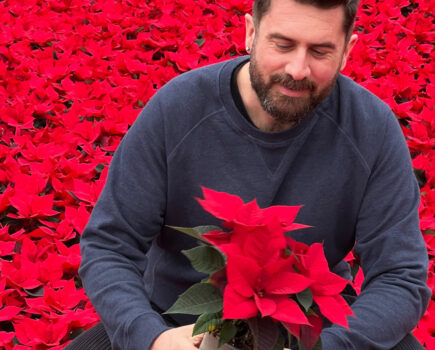 Hot off the plant press – poinsettia picks