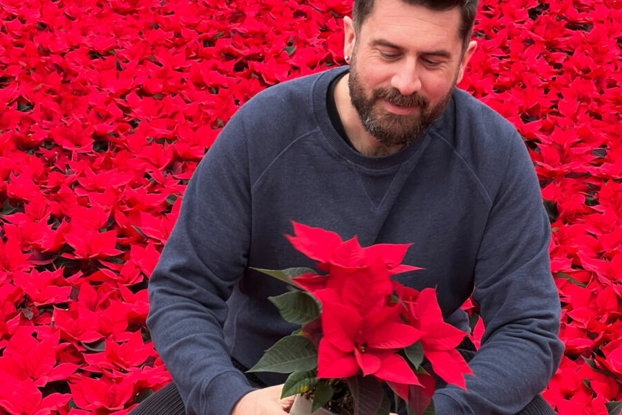 Hot off the plant press – poinsettia picks