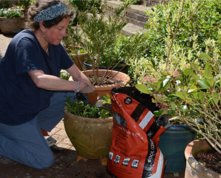 Get your best patio pots this year
