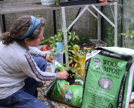 Why we all love to grow tomatoes