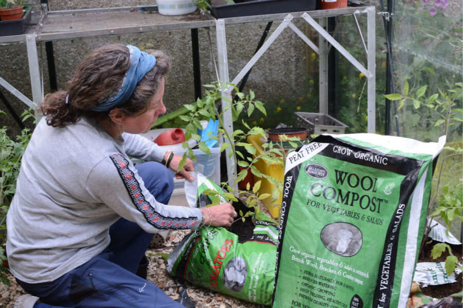 Why we all love to grow tomatoes