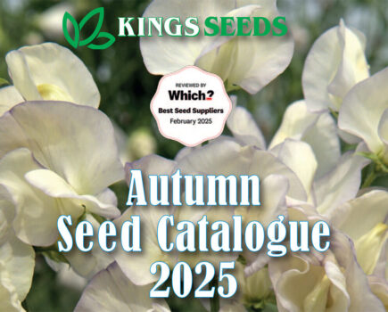 Read Kings Seeds brochure for free!